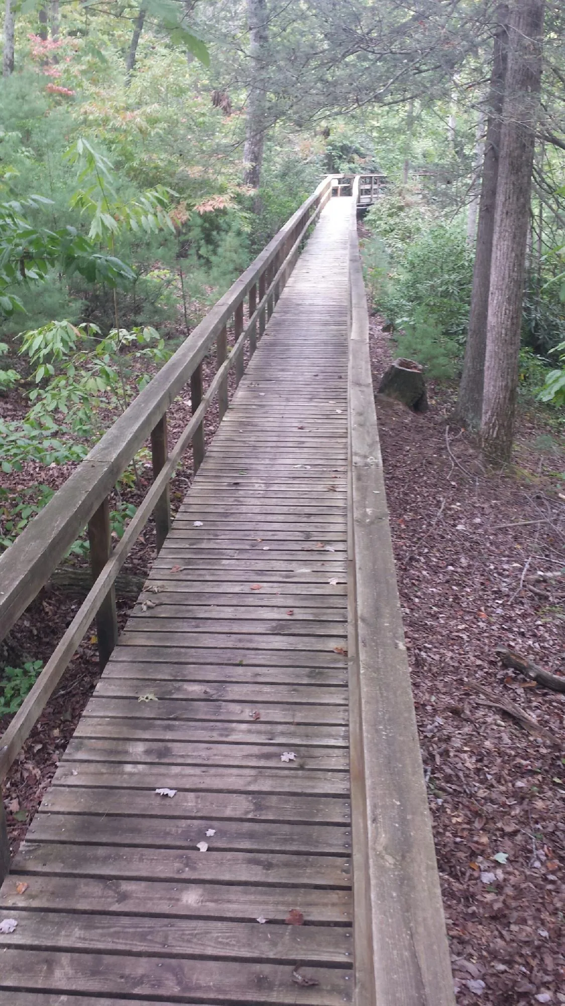Long wood walkway with handrails built through the woods in Faribault